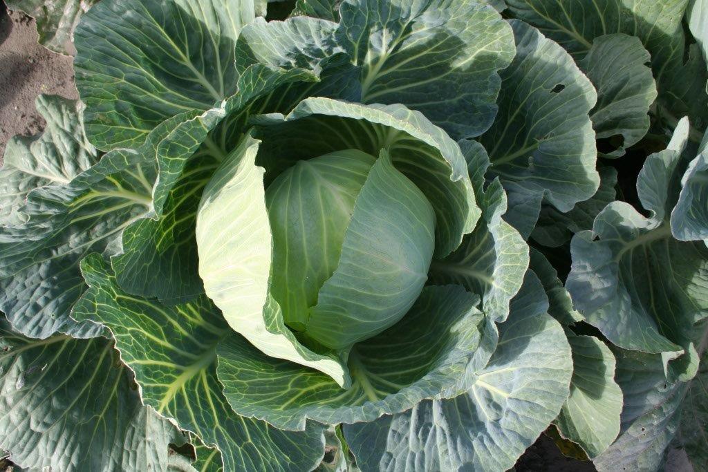 Bio-Kohl aus unserem Wintergemüse