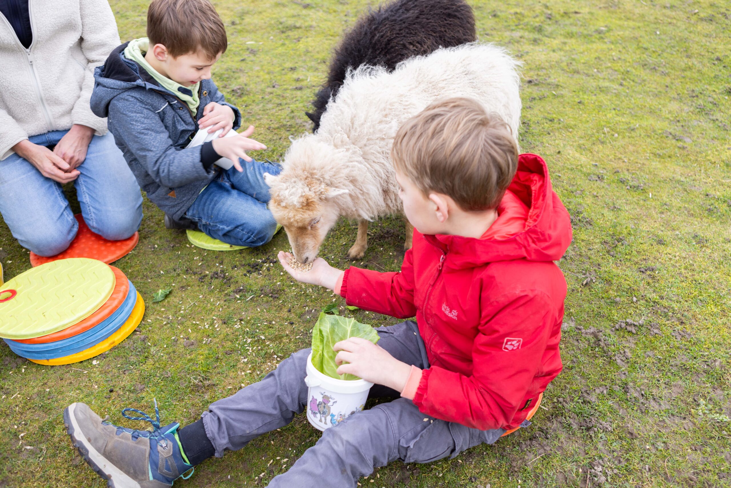 Kinder füttern ein Lamm mit der Flasche auf der Schäferei
