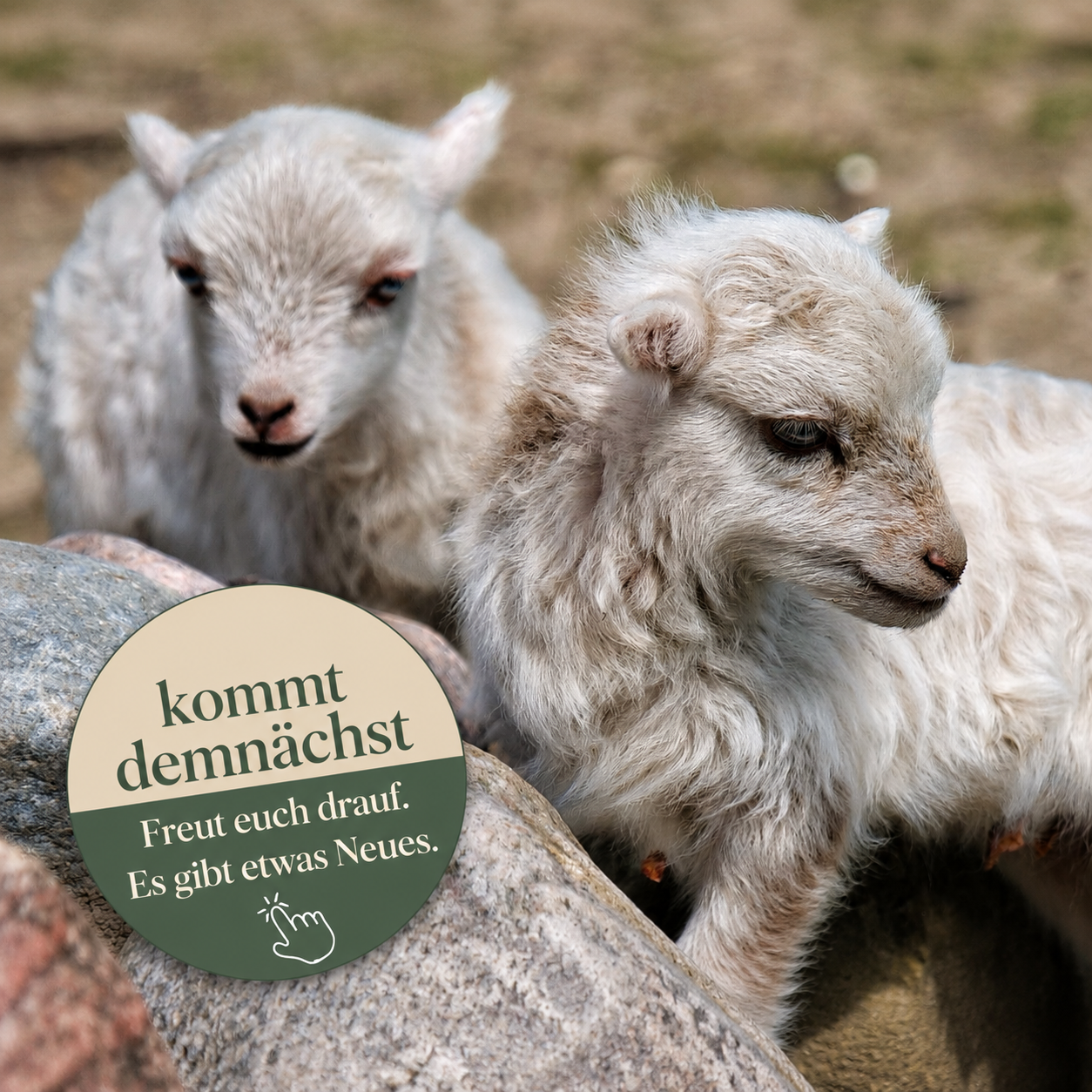 Zwei kleine Lämmer auf der Weide der Schäferei Rolfs